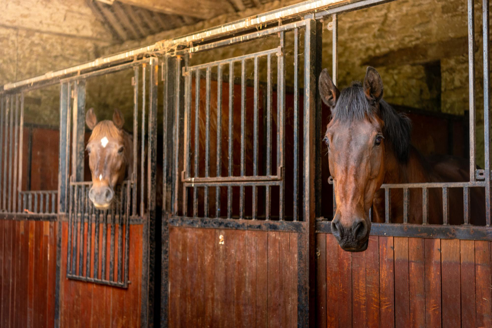 Onde encontrar aulas de salto para cavalos